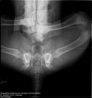 Röntgen- und CT-Aufnahmen erfolgen in unterschiedlicher Beinstellung.